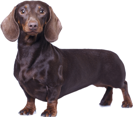 Despite Their Primary Reputation As Household Dogs, - Dog (564x400), Png Download