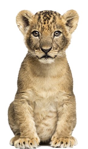 Lioncub Nala - Cb Editing Png Animal (500x500), Png Download