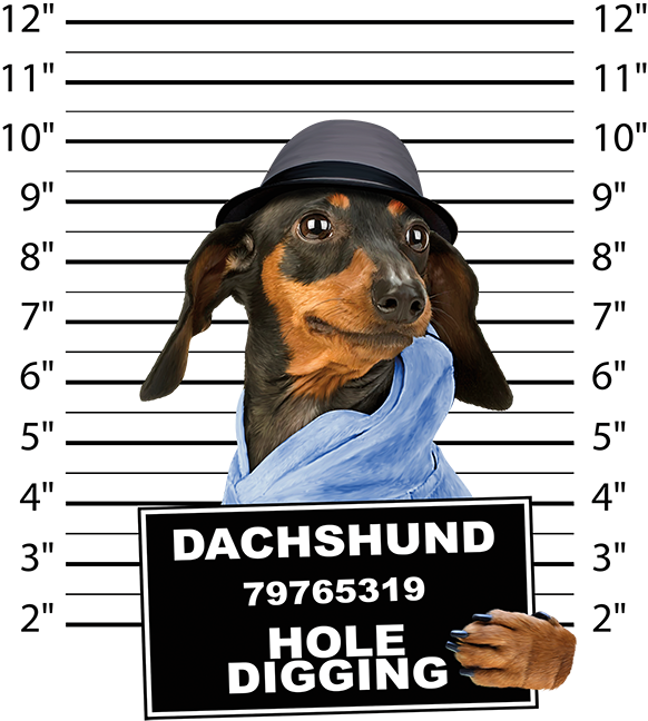 Dachshund Mug Shot Crew Sweatshirt Pick Your Size (625x675), Png Download