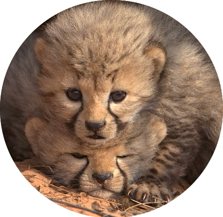 Cheetah Cubs Den 48287 - Cheetah Cubs Png (456x443), Png Download
