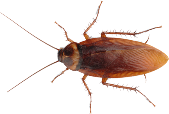Cockroach Png Image Free Download - Fancy Halloween Party Decorative Horror Bug Cockroach (575x387), Png Download