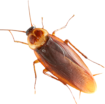 Roach Png - American Cockroach Transparent Background (354x350), Png Download