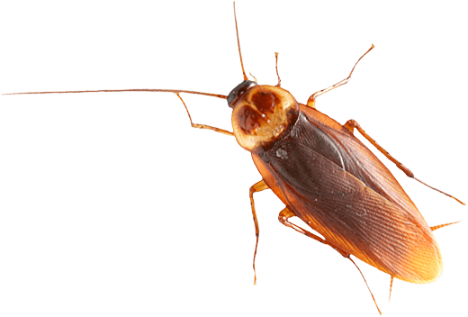Brown Cockroach - Таракан Png (520x352), Png Download
