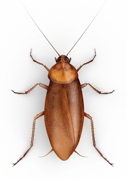 Roach Png - Cockroach No Background (425x600), Png Download