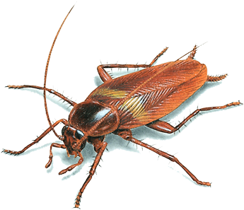 There Are Som Cockroaches - Brown Cockroach (400x334), Png Download