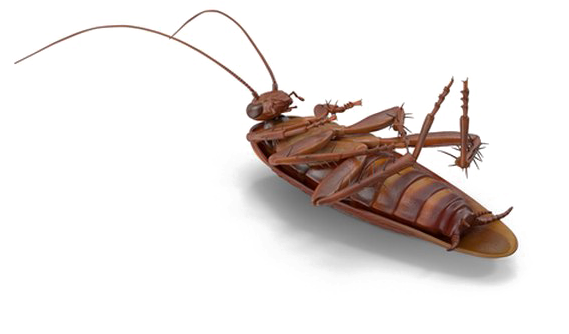 Cockroach Png No Background - Cockroach (720x720), Png Download