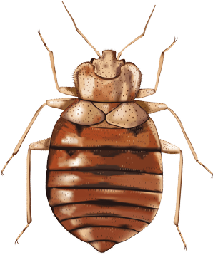 Image Result For Bed Bug Illustration - Bed Bugs (405x405), Png Download