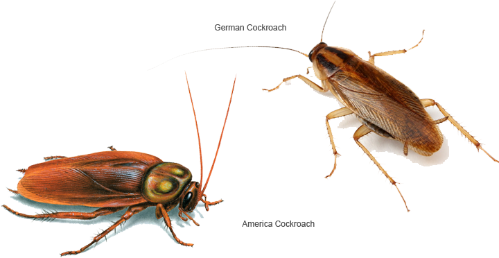 Cockroaches - Insects 400 Million Years Ago (762x382), Png Download