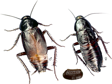 Oriental-roach - Oriental Cockroach (450x300), Png Download