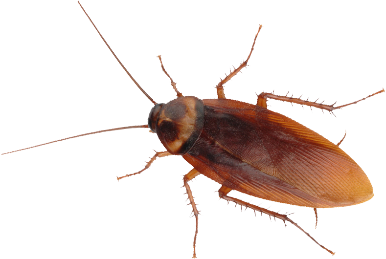Cockroach Removal Control By Swat Pest Control Ltd - German Roaches (924x900), Png Download