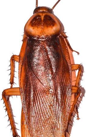 Pest & Rodent Control - Madagascar Hissing Cockroach (284x450), Png Download