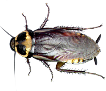 Roaches - Cockroach (450x300), Png Download