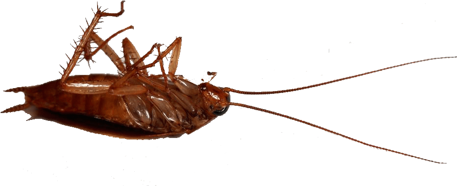 Ant - Madagascar Hissing Cockroach (1008x475), Png Download