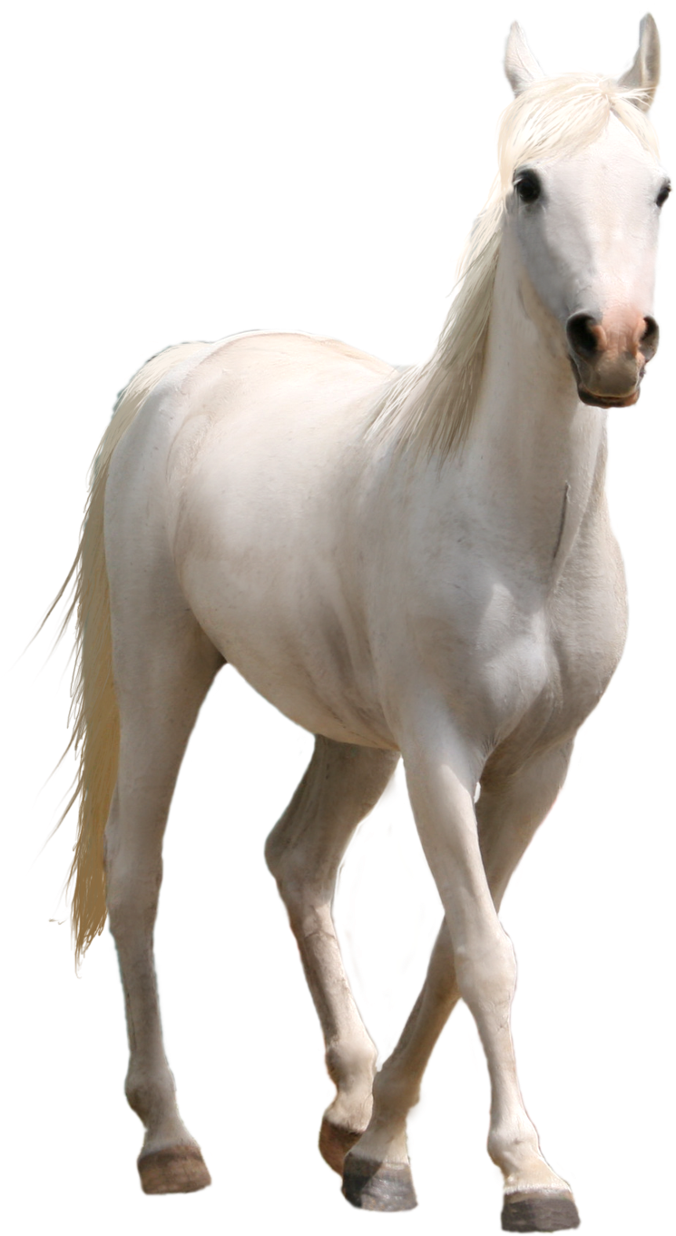 White Horse Png Three Transprent Photo - Horse Png (1024x1406), Png Download