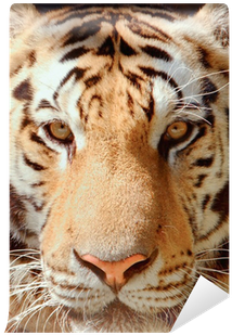 Photography (400x400), Png Download