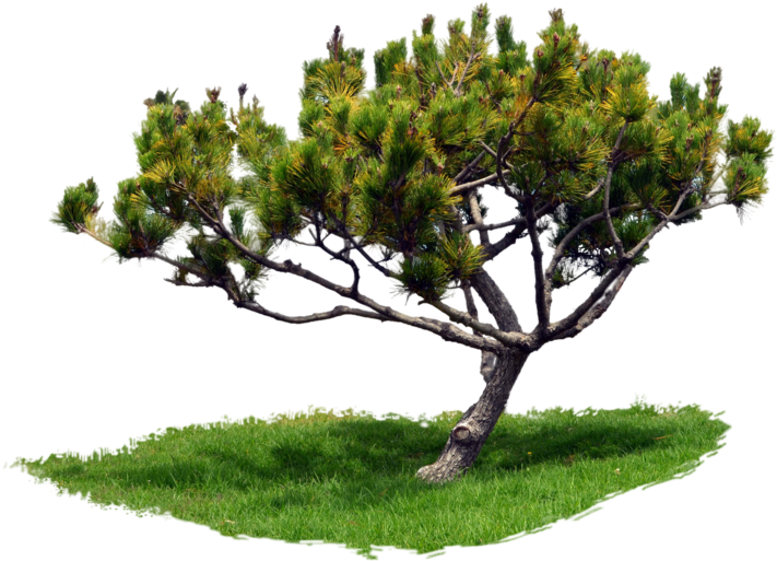 Park Trees Png Graphic Transparent Stock - Tree (1024x678), Png Download