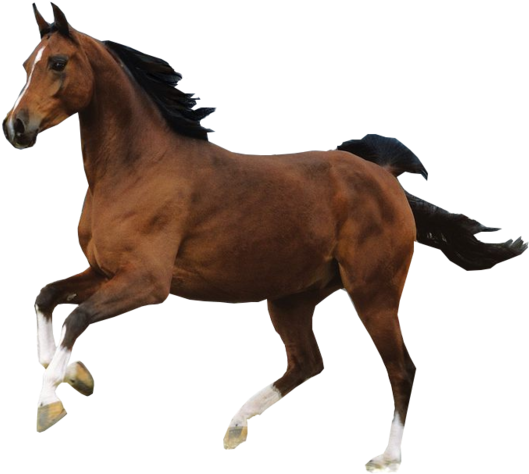 White Horse Png Images - Horse Psd (800x600), Png Download