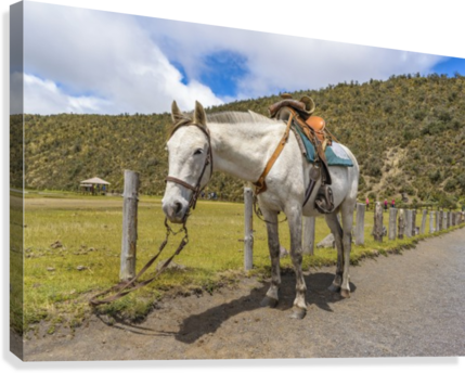 White Horse Tied Up At Cotopaxi National Park Ecuador - Zazzle Weißes Pferd Oben Gebunden An Nationalpark Poster (429x344), Png Download