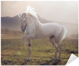 Descargar Imagenes De Caballos Blancos (400x400), Png Download