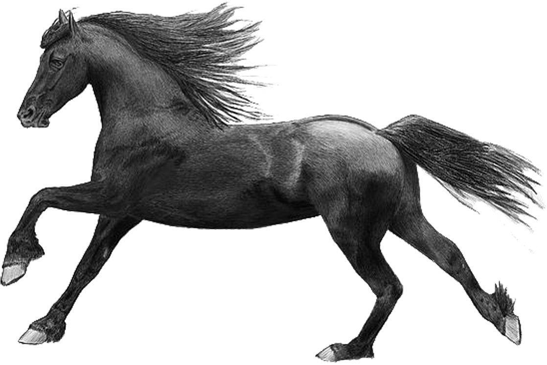 I Have A Picture Of Two Horses And The Number - Horse (1224x833), Png Download