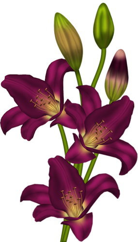 Tubes Fleurs - Page - Clip Art Flower Stargazer (285x500), Png Download