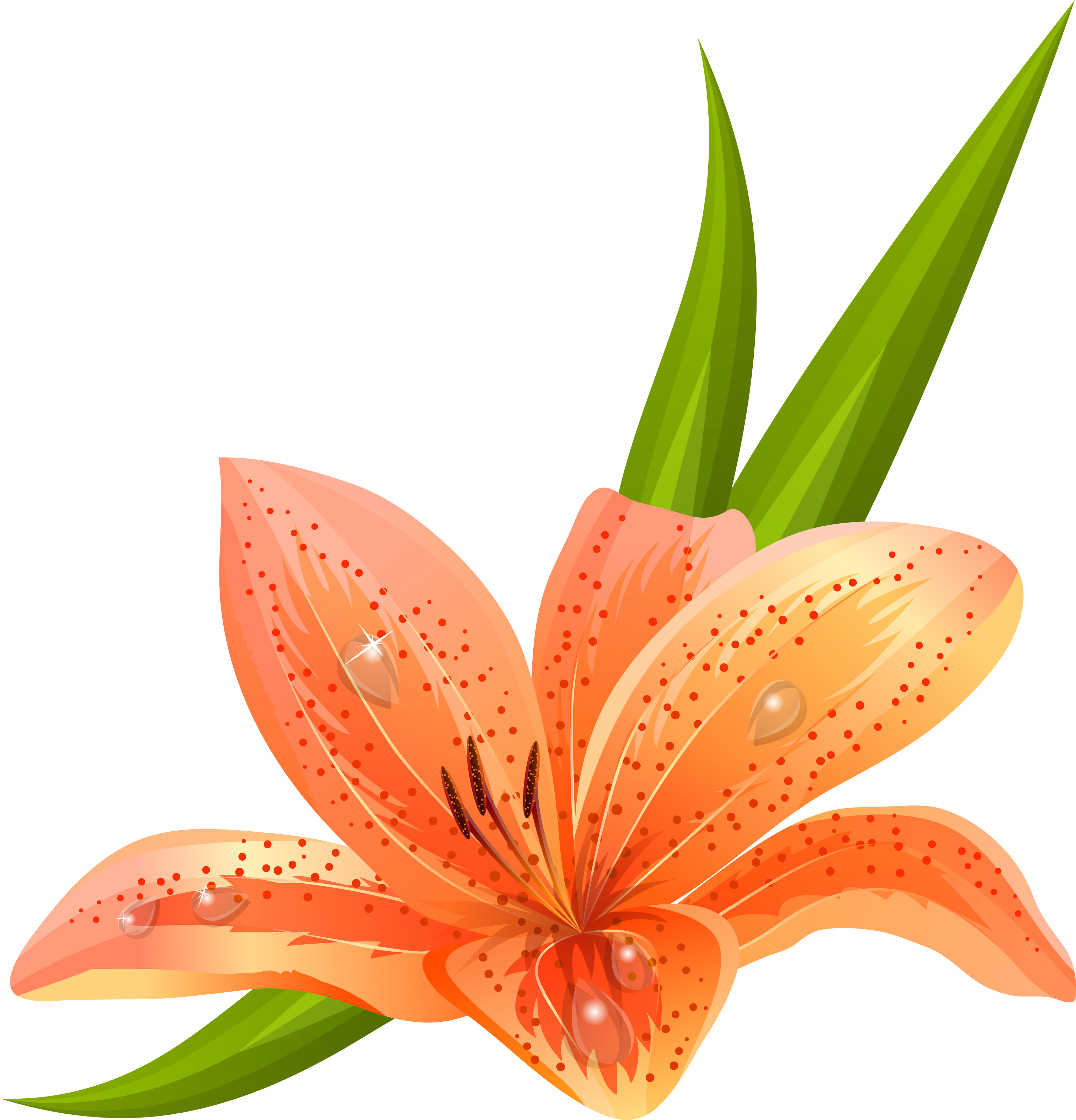 Orange Lilium Png Clipart Picture (3263x3351), Png Download