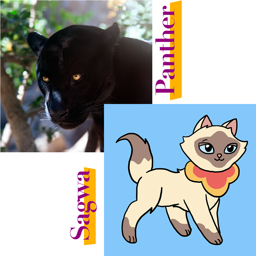 Black Panther And Sagwa Cat - Cat (1000x1000), Png Download