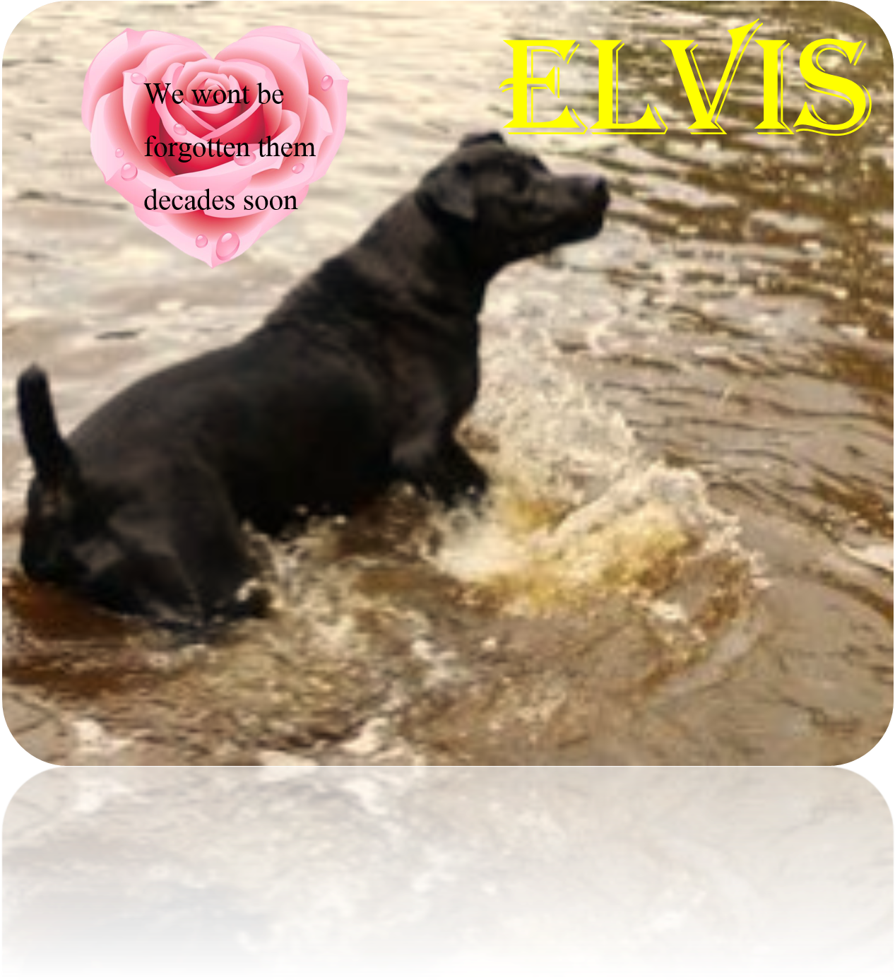 Love Elvis - Dog Catches Something (1356x2234), Png Download