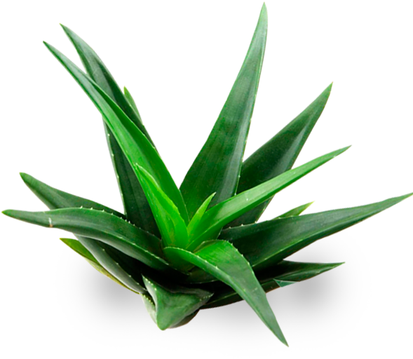 Aloe Vera A Domicilio - Aloe Png (600x600), Png Download