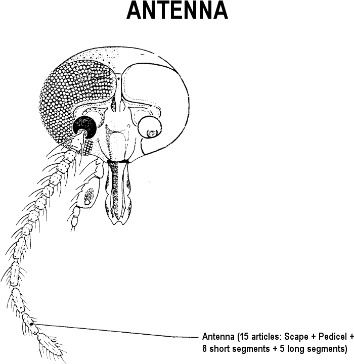 Sensilla Coeloconica, Segments Vii To X - Sketch (1024x768), Png Download