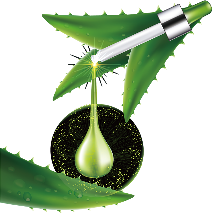 Aloe Vera Consumption Increases Vitamin Bioavailability - สาร สกัด จาก ว่า น หางจระเข้ (707x900), Png Download