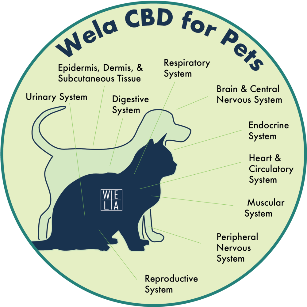 Wela Cbd For Pets - Circle (1000x1103), Png Download
