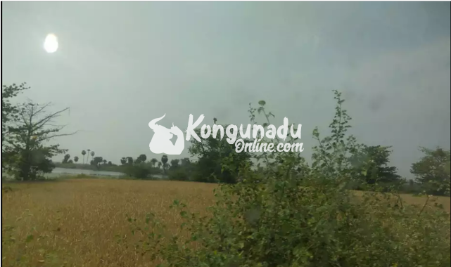 Cent 65000, 50 Cent For Sale, Dharapuram - Tree (640x480), Png Download