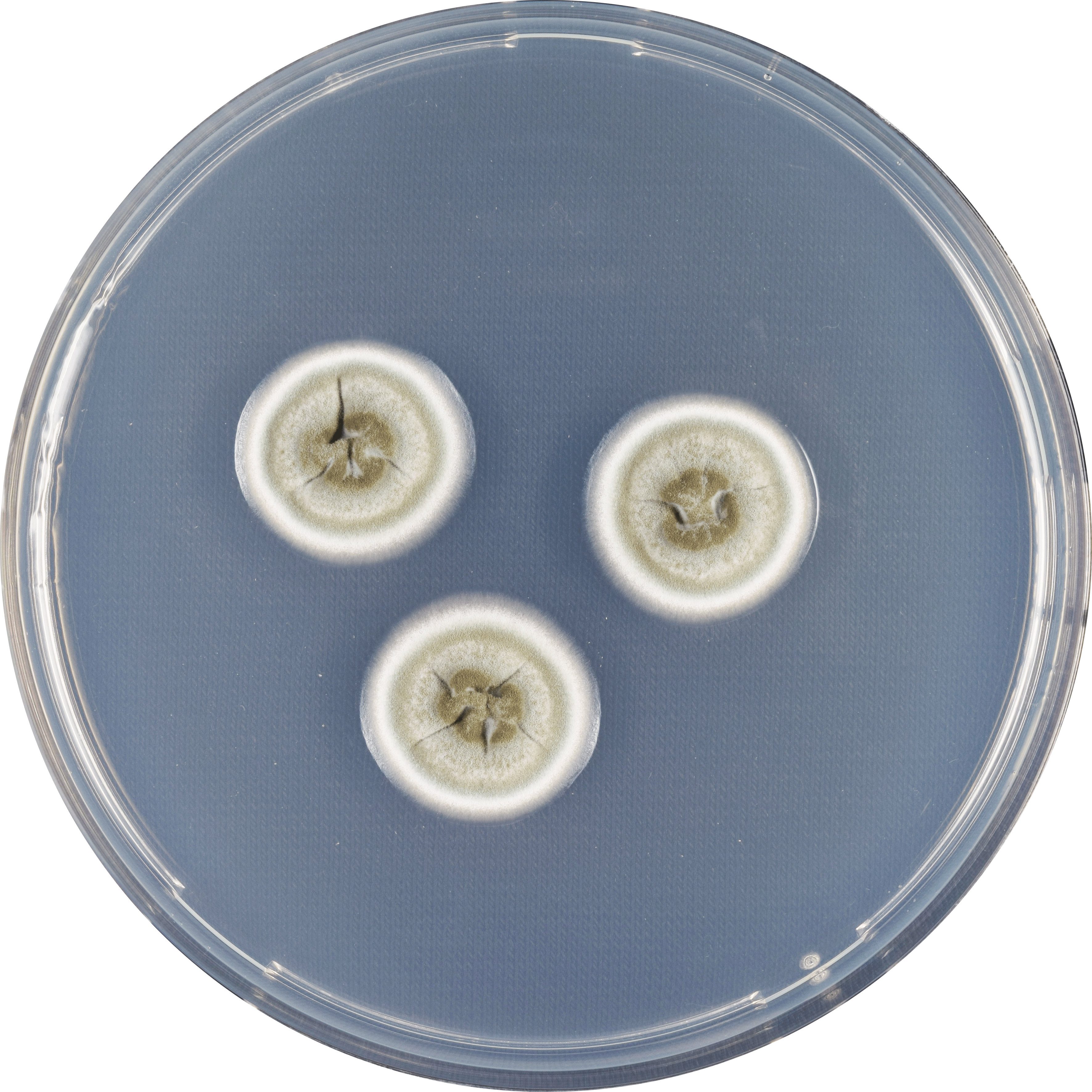 Aspergillus Flavipes Cya - Circle (3543x3543), Png Download