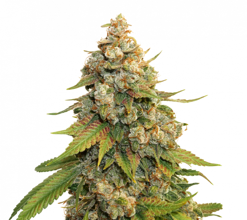 Golden Lemon Haze (1000x700), Png Download