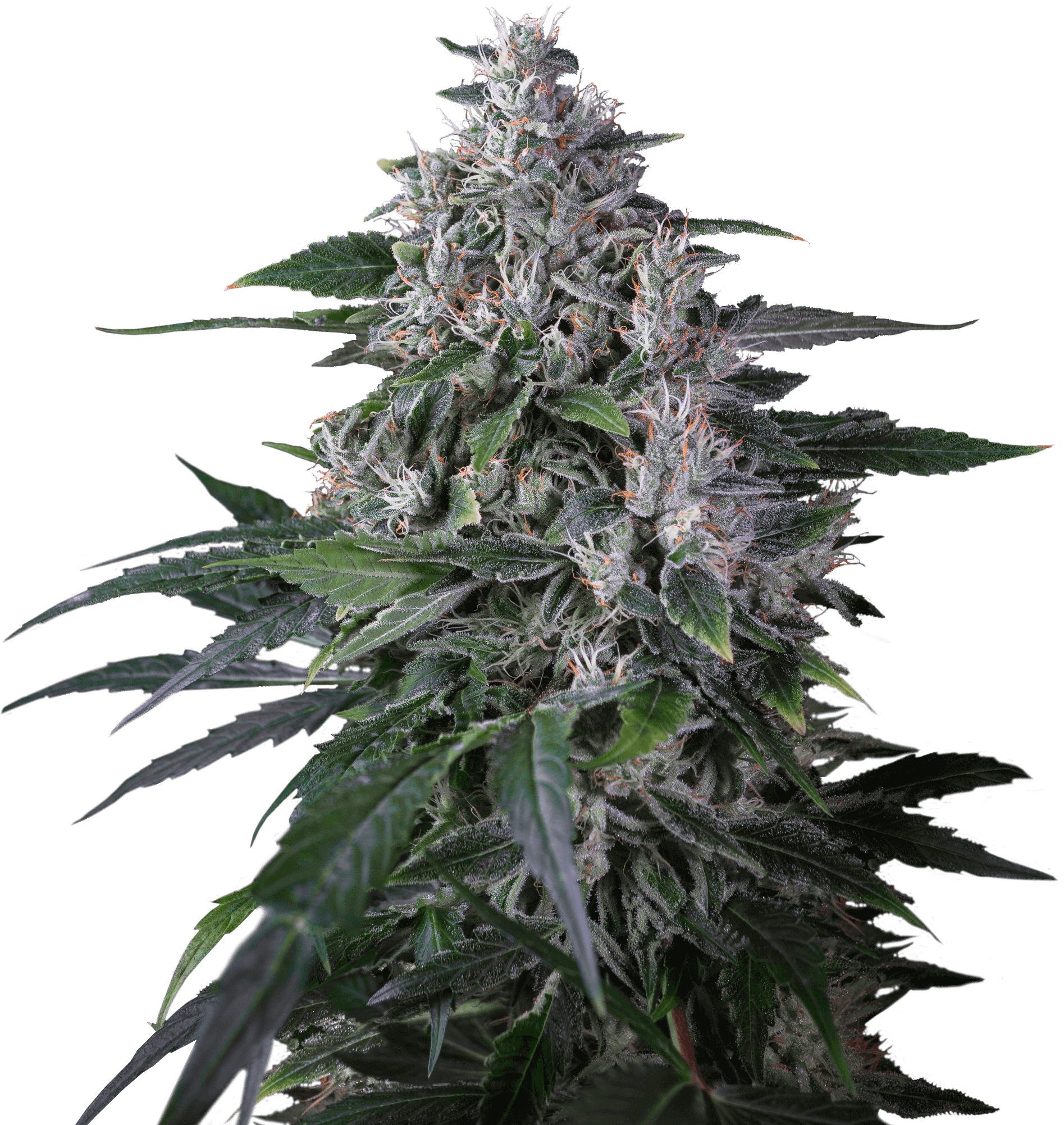 Karel's Haze Regular Seeds - Houseplant (1898x2400), Png Download