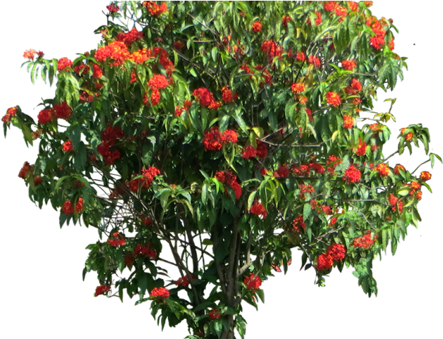 Shrub Clipart Elevation Png - Ixora Png (640x480), Png Download