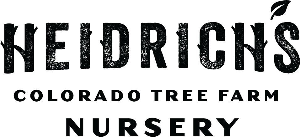 Find The Right Plant - Times Modern Font Download (1000x480), Png Download