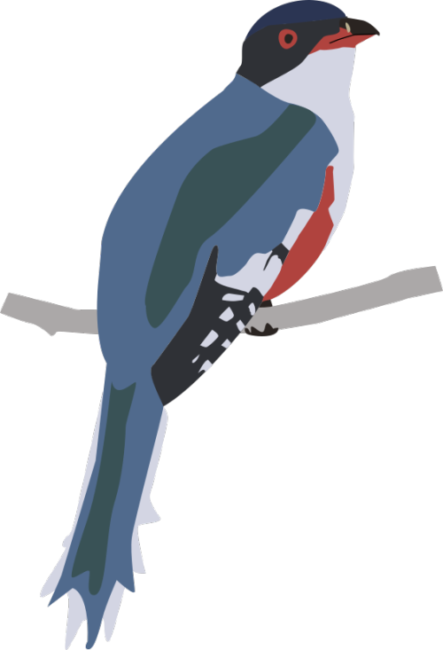 500 X 733 1 - Acorn Woodpecker (500x733), Png Download