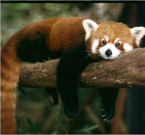 Screen 2 On Flowvella - Red Fox Looking Animal (466x688), Png Download