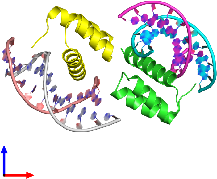 Pdb 4rbo Coloured By Chain And Viewed From The Front (800x800), Png Download
