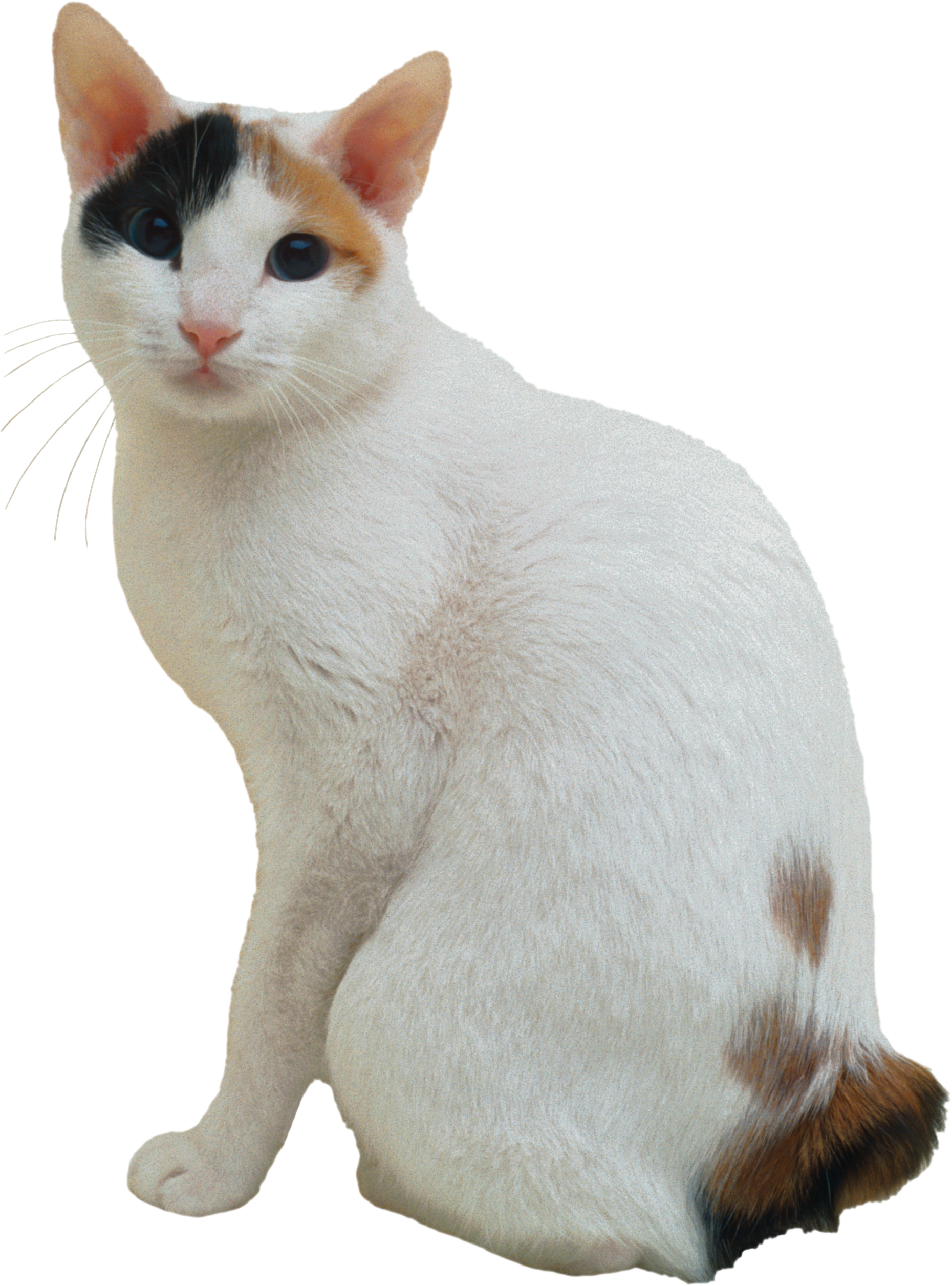 Japanese Bobtail (1860x2511), Png Download