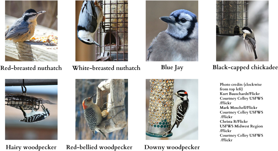 Larry Weber's Feeling A Little Blue That The Lack Of - Blue Jay (1024x601), Png Download