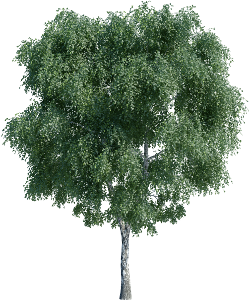 Pond Pine (1000x800), Png Download