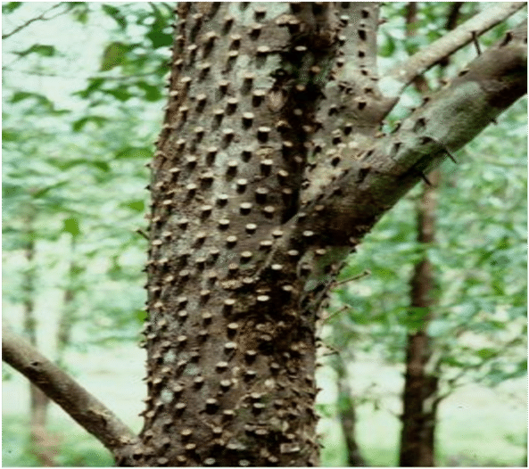 Nailing Method - Pond Pine (850x580), Png Download