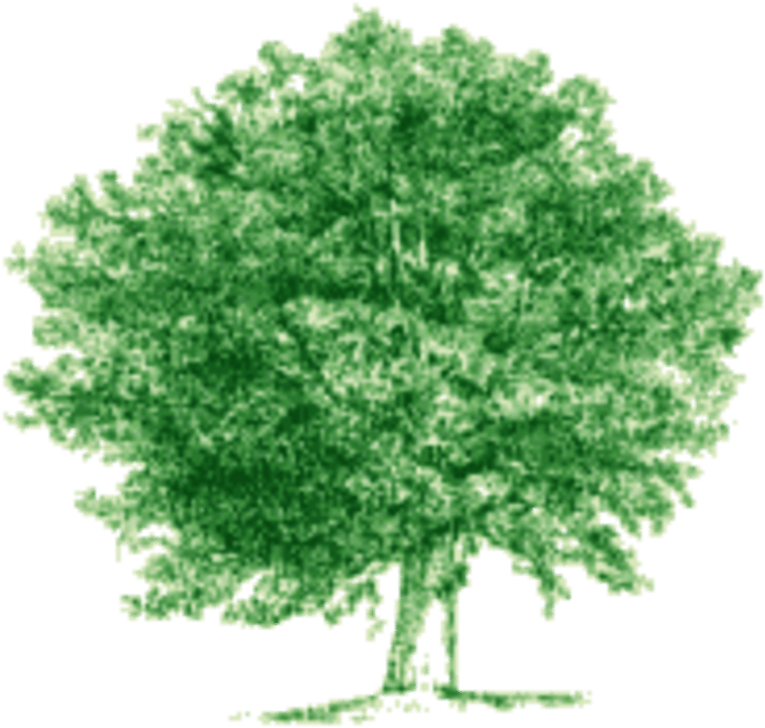 Broomhill Tree Services - Arbre Png (800x800), Png Download