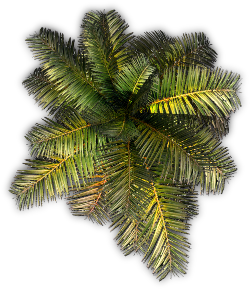 532k Small Palm Jcd G 06 Feb 2009 - Roystonea (533x589), Png Download