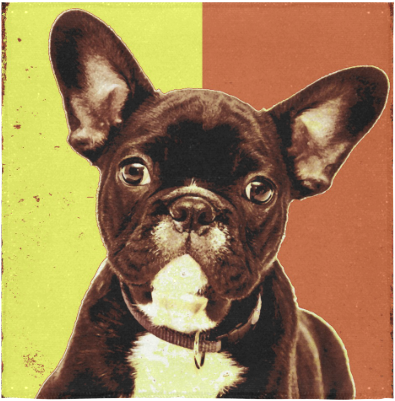French Bulldog (1000x1000), Png Download