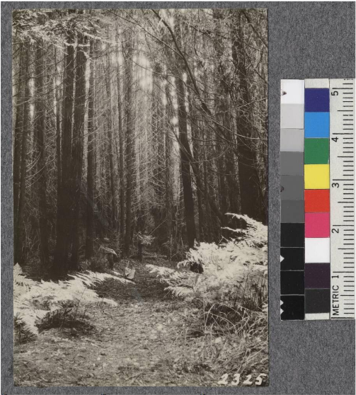 23 Year Old Stand Of Pure Redwood, 21 M - Grove (716x626), Png Download