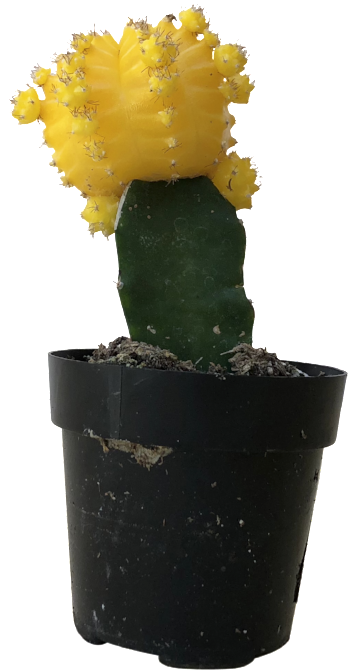 Moon Cactus - Yellow - Eastern Prickly Pear (865x864), Png Download